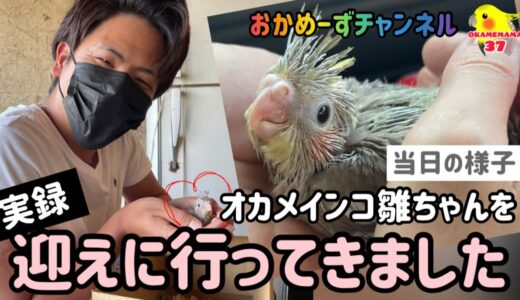 【おかめーずチャンネル】オカメインコ 雛ちゃんをお迎えした当日の様子 おかめーずの生まれ故郷に行ってきました！
