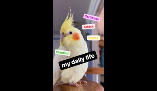 A day in the life of cockatiel #shorts #cockatiel #parrot