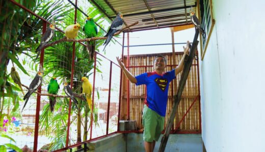 Amazing COCKATIEL BIRD Raising -Building Cockatiel breeding Aviary, Harvesting 5 pairs of Parakeets!