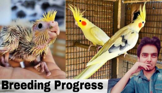 Birds Breed Business Part 367 Urdu Hindi Punjabi | cockatiel breeding setup progress