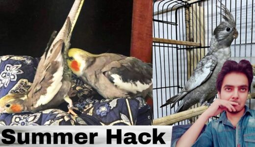 Birds Breeding Business Part 368 Urdu Hindi Punjabi | Cockatiel top secret summer trick | AHSAN PETs