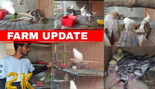 Farm update and reached 2K #cockatiel #farmvisit #cockatail #birds