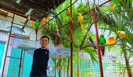I spent almost 10,000 Php on this bird Aviary! Transferring 4 pairs of Cockatiel( ITS FINALLY DONE )