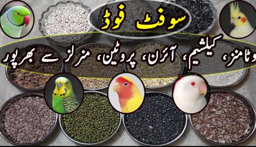 New Soft Food For Cockatiel, Albino, Ring Neck, Lutino & Budgies | Urdu/Hindi | Lodhi Birds