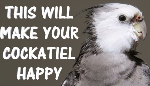 This will make your cocatiel happy | Cockatiel Singing, Cockatiel Sounds