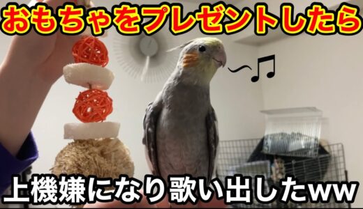 おもちゃをプレゼントしたら嬉しくて歌い出すオカメインコ