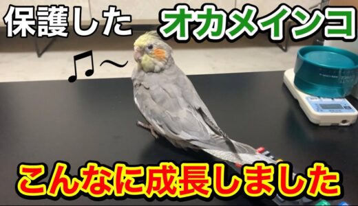 保護したオカメインコがここまで成長しました【最近の女将】