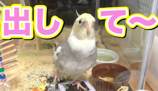 『ここから出して〜』と猛烈アピールするオカメインコの雛vol.184#オカメインコ#Cockatiel