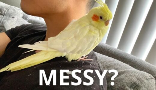 How Messy Is A Cockatiel?