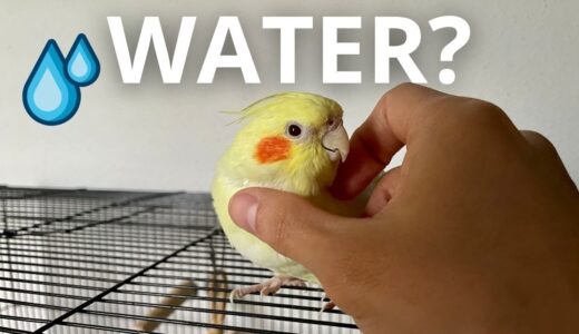 How My Female Cockatiel Plays With Her Water