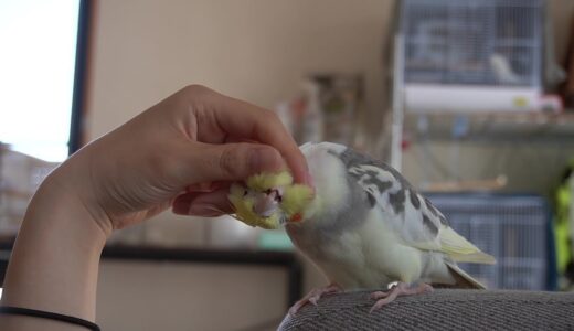 カキカキ欲しがるオカメインコ【ちょんまげ122日目】