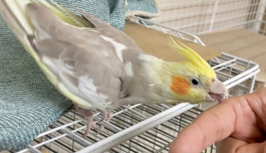 まずベロから移動するオカメインコのタマゴさん。。