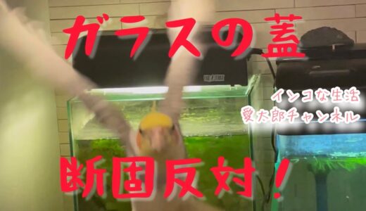 【面白いインコ動画】メダカと遊びたいオカメインコ