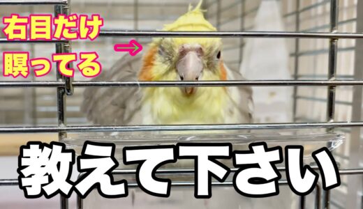 【急募】オカメインコが片目だけを瞑っているのですが分かる方いますでしょうか？