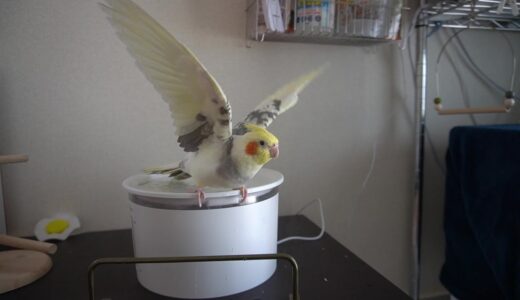 水遊びが大好きなオカメインコ【ちょんまげ124日目】