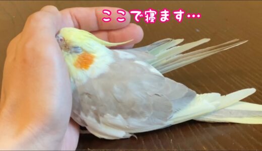 飼い主が好き過ぎて手にスッポリとハマるオカメインコのタマゴさん。