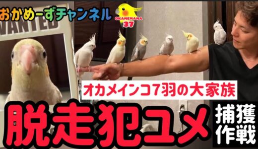 【おかめーずチャンネル】オカメインコ7羽の大家族 脱走犯ユメ 捕獲大作戦 逃げ足だけは鬼速の末っ子ユメです