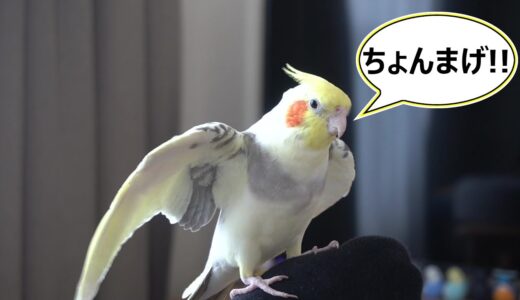 自分の名前を連呼するオカメインコ【ちょんまげ140日目】