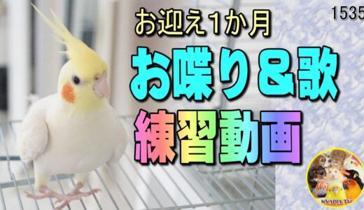 オカメインコ・お喋りと歌の自主練習中｜教えるコツはやっぱりアレ❣ #1535
