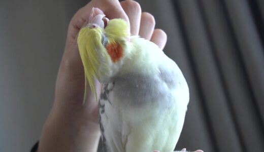 カキカキおねだりするオカメインコ【ちょんまげ141日目】