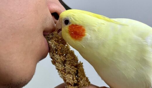 Cockatiel Loves To Share Food With Hooman
