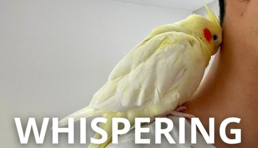 Cockatiel Secretly Whispering For Scritches