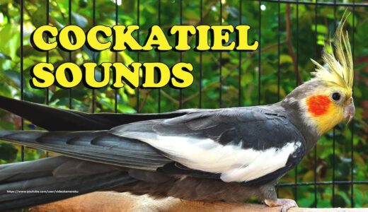 Cockatiel Sounds – Gray Cockatiel (Wono) – Chirping Sounds
