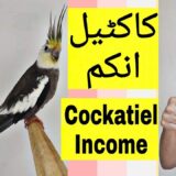 Cockatiel income | Part 489