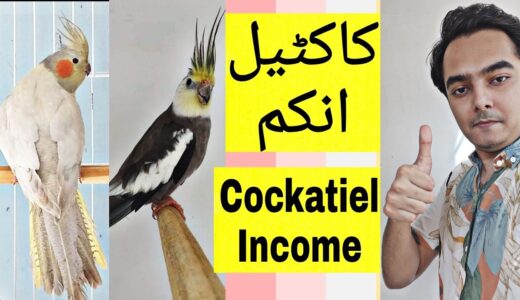 Cockatiel income | Part 489