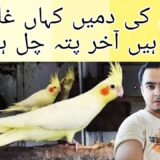 Cockatiel ki tail gayab q hojati hn | Part 487 | Urdu Hindi Punjabi