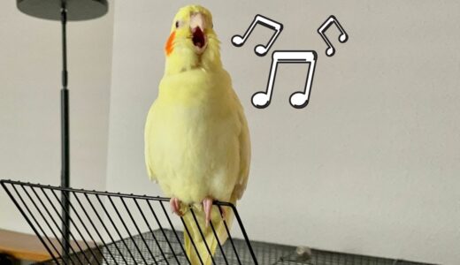 How My Female Cockatiel Whistles