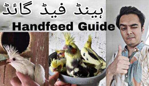 How to feed cockatiel’s chicks? | Handfeed guide | Part 485 | Urdu Hindi Punjabi