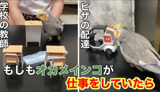 もしもオカメインコが学校の教師とピザの配達員だったら…