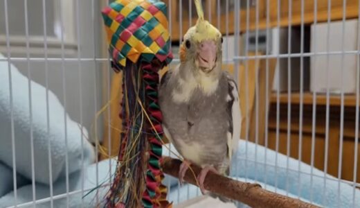 4 week old Baby Cockatiel explores his cage for the first time