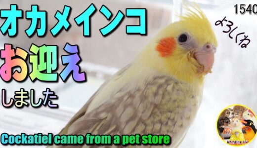【オカメインコ】 お迎え 初日から慣れるまで❤家族が増えました Cockatiel came from a pet store｜Cinnamon pearl pied ＃1540