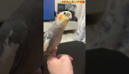 オカメインコの歌(鳩ぽっぽ・幸せなら手をたたこう・3分クッキングの曲)#shorts