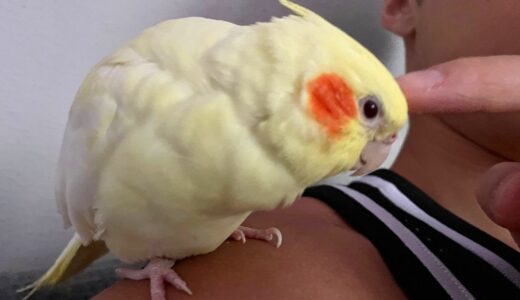 Baby Cockatiel Follows Her Human Dad Everywhere