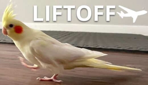 Cockatiel Is Ready For Liftoff