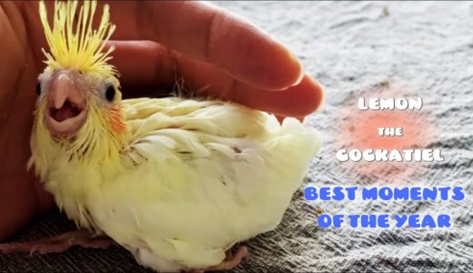 Cutest Moments 2020-2021 Album of Cockatiel Lemon