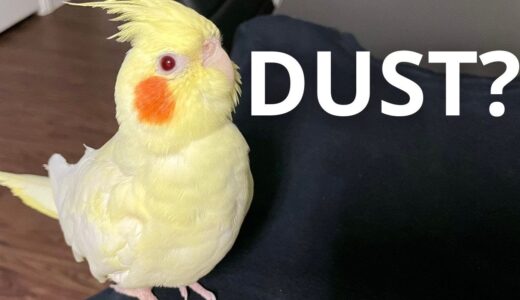 How Much Dust Can A Cockatiel Produce