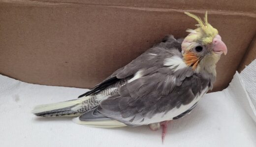 Rejected Baby Cockatiel Livestream