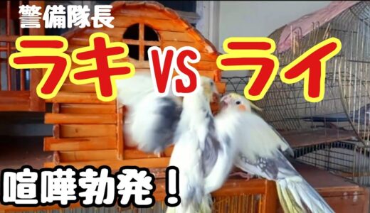 オカメインコのラキちゃんの縄張りにライちゃんが……喧嘩勃発です😱