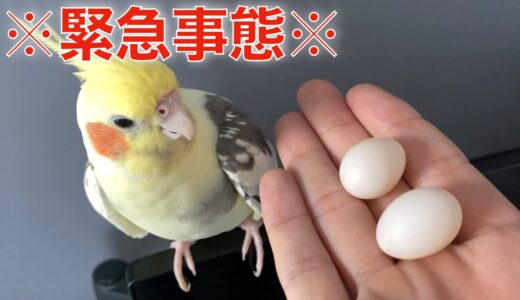 【緊急動画】助けてください！オカメインコが卵を産んでしまいました！！