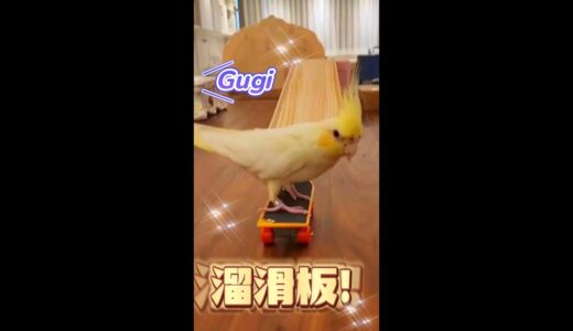 玄鳳鸚鵡Gugi溜滑板~Cockatiel  playing skateboard!🛹🛹🛹