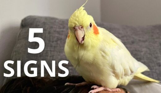 5 Ways To Tell If Your Cockatiel Likes You