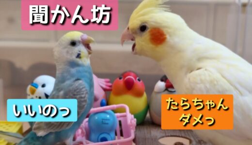 【聞かん坊】空気が読めないセキセイインコたらちゃん、オカメインコ