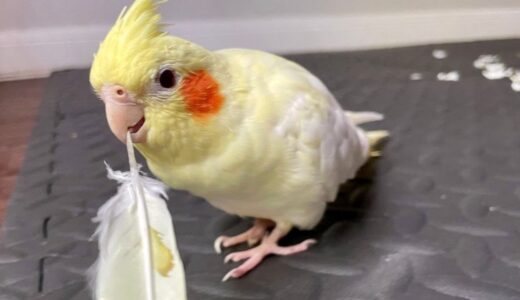 Cockatiel Playing With Feathers