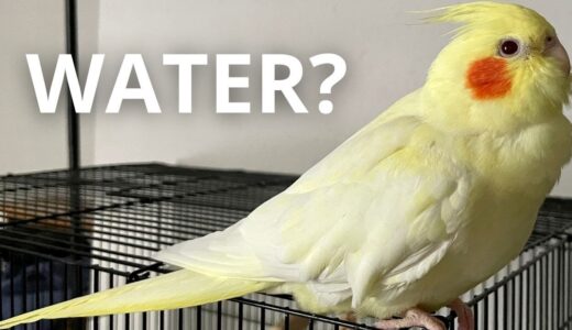 How Cockatiel Drinks Water