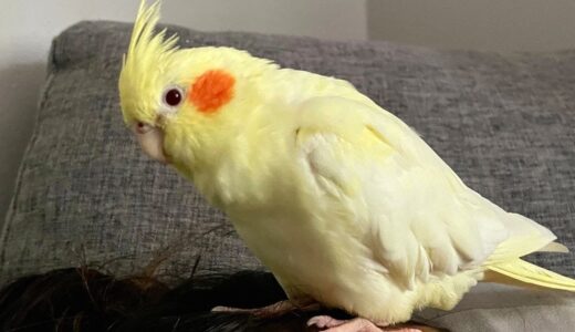 How Does A Cockatiel Sound