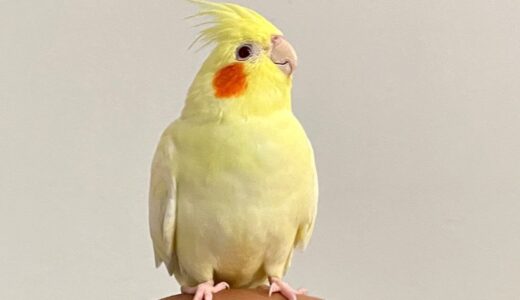 How Does A Cockatiel Workout With Human